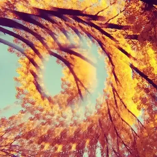 A Hawk and a Hacksaw Forest Bathing – COMPACT DISCS