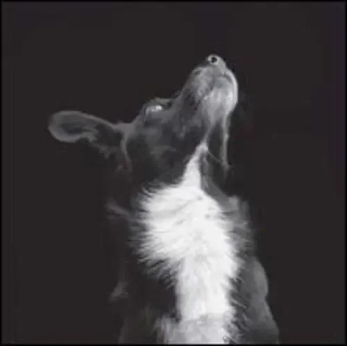 Be Svendsen Catchpenny & Cosmos – 12-INCH SINGLE
