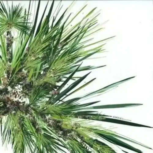 Digitaline Honolulu – 12-INCH SINGLE