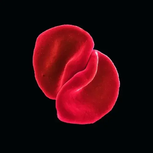 Peter Gabriel Scratch My Back – COMPACT DISCS