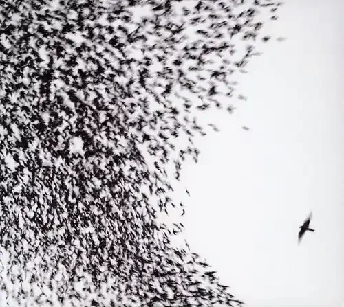 Wilco Sky Blue Sky – COMPACT DISCS